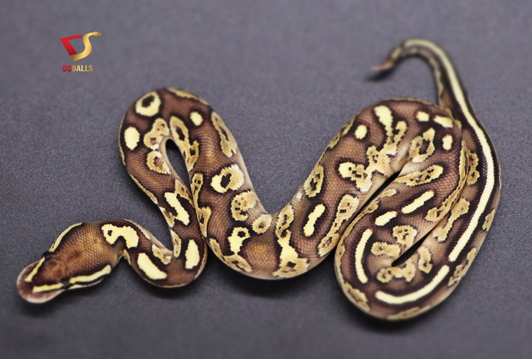 MorphMarket on Twitter: