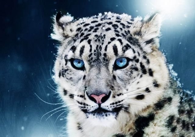 Life_of_World's tweet photo. Исчезающая красота. Ирбис, или снежный барс. Ирбис – красивый и сильный хищник, но он не может противостоять браконьерам, и наступлению на его места высокогорных баз отдыха и горнолыжных курортов». https://t.co/ld6CHJSuBK