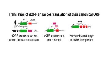 MariaAbadMendez's tweet photo. The translation of small ORFs in the 3’UTRs (dORFs) enhances the translation of the canonical main ORFs!
An important contribution by @BazziniLab in @embojournal to the field of #sORFs and #microproteins
https://t.co/FDscID6G97 https://t.co/qlJlXNdjX5