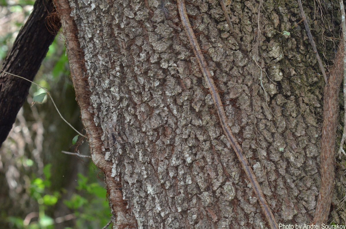 There is a large moth in this photo.
The power of camouflage. #UFBugs