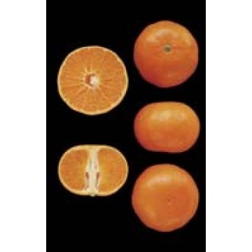 Mandarina FortuneEs una mandarina del tipo HíbridaLa planta produce una cantidad excesiva de frutas y muchas en la copa, por lo que su calidad es alta.Es de cosecha tardía debido a la acidez de la fruta.No tiene semillas.
