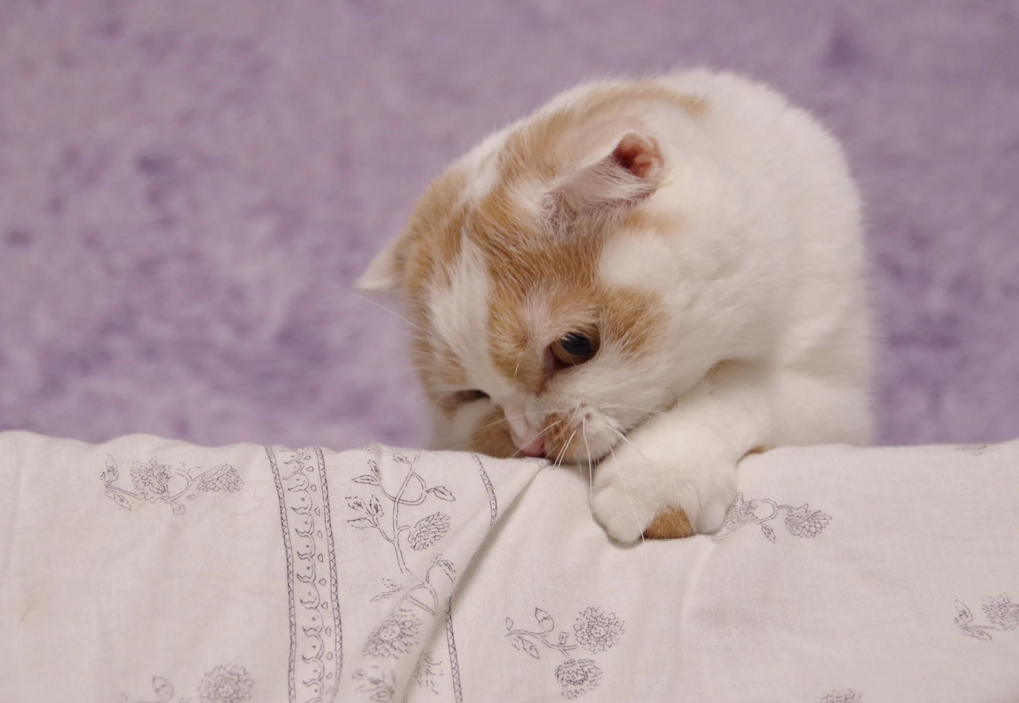 おもちゃをうまく捕まえられない猫ちゃん。悔しくてシーツを噛み始める！？