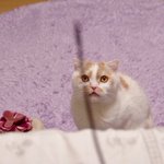 おもちゃをうまく捕まえられない猫ちゃん。悔しくてシーツを噛み始める!？