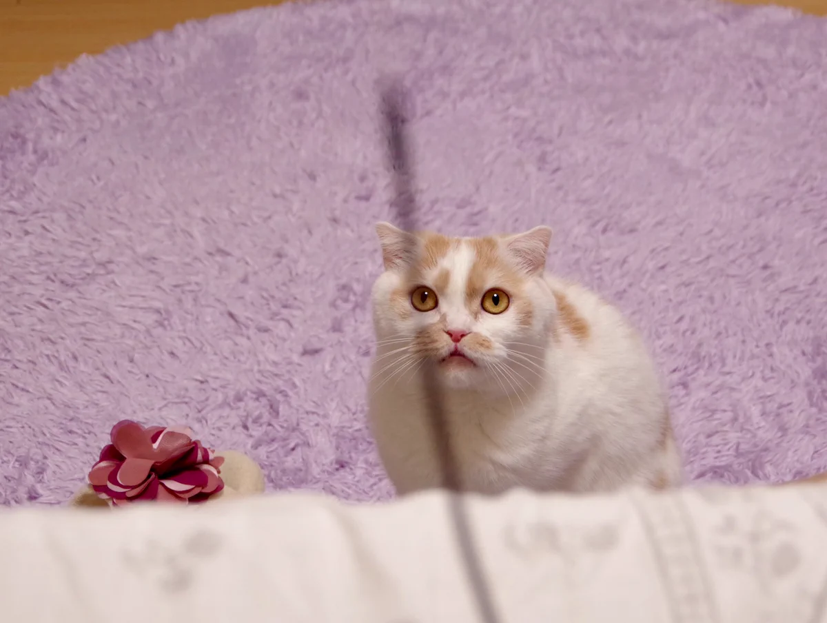 おもちゃをうまく捕まえられない猫ちゃん。悔しくてシーツを噛み始める！？