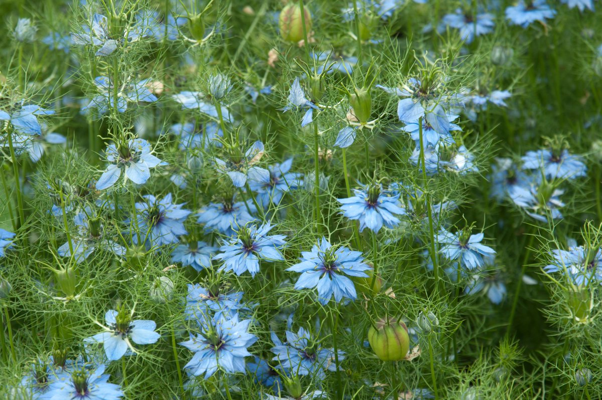 It may seem a long way off, but now is a good time to start planning what hardy annuals you'll be sowing in September to flower in summer. 

See our guide to sowing in autumn here: rhs.org.uk/advice/profile…

#GrowAtHome