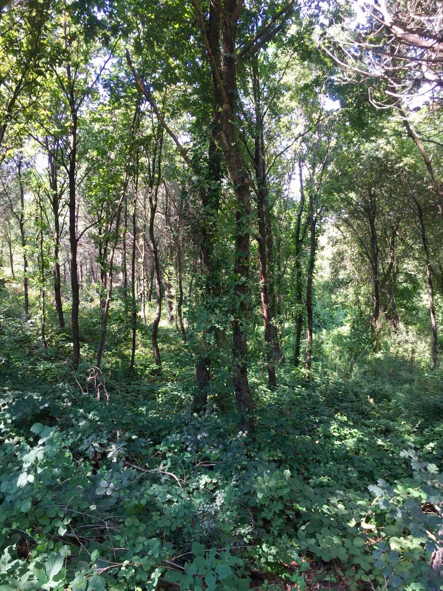 dottiyatro's tweet photo. Meanwhile,
#somewhereelseinthewoods...

We will be in the woods from September under sunlight and moonlight , beneath the clouds and the stars !
#letsmeetinthewoods

#Dotinthewoods 
🌳🎄🌳
@mura7dal7aban @ozlemdaltaban https://t.co/mXwPB2MnMk
