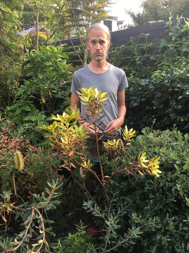 A thing we have learnt in growing  #Proteaceae is that gardening with those from fire driven ecosystems is all about a constant process of renual & replacement. Today we said goodbye to our old friend Leucadendron gandogeri, a stalwart who has reached the end of her natural life.