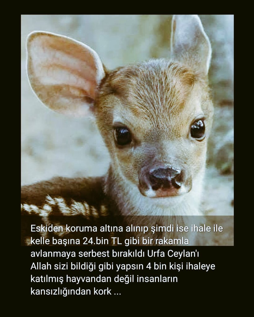 Ben size Allah’tan korkunuz, hayvanları incitmeyiniz, rahatlarını bozmayınız demiyor muyum? 

(Hz. Muhammed)