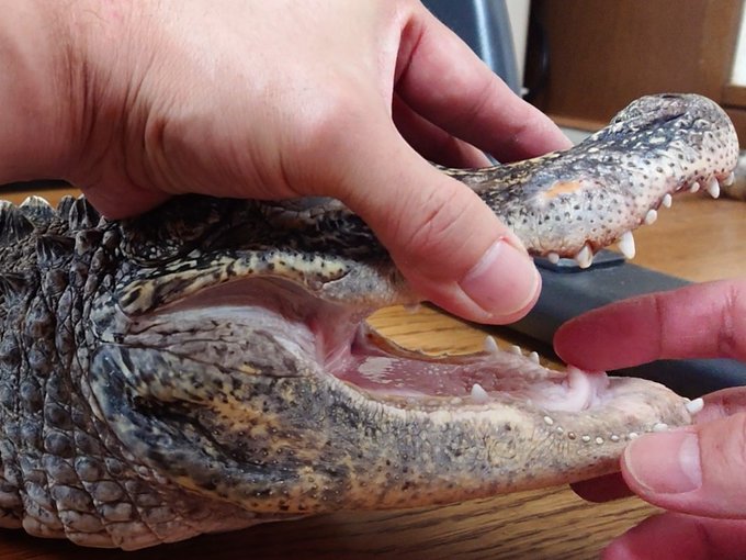 ワニ男 筋肉鰐野郎 さん の人気ツイート 1 Whotwi グラフィカルtwitter分析