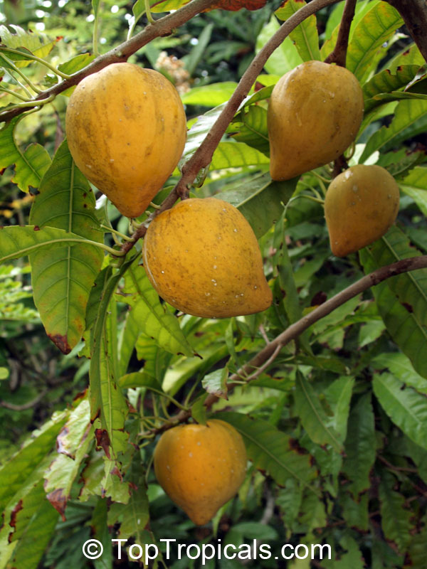 toptropicals's tweet photo. #Pouteria campechiana- Canistel Bahamas Trompo Sapote.Easy to grow, sweet exotic fruit. It is one of the best canistel variety. Large size pointed shape fruit, weighs 8-15oz. The pulp is moist. The tree is a heavy producer.
https://t.co/VVgHplnEnP
#exoticfruits
#MondayMotivation https://t.co/XKOle2Ojan