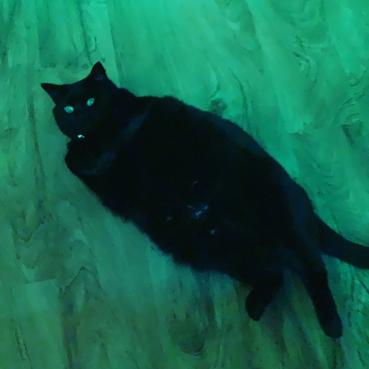 FinaticOfficial's tweet image. Hey Nerdlings!!! Misti the cat says it’s a good time to stream come join me on twitch!!! Let’s go on adventures!!! 

m.twitch.tv/finatic_offici…
#smalltwitchstreamers #minecraft #twitch #goodvibes