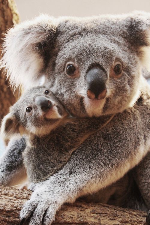 ~laura and thomas as koalas~ a thread;   @lauramarano if I'm being honest i call you my koala because you're so cute and cuddly like one  so i hope you see this thread  love ya mate 