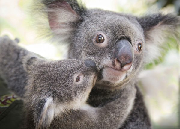 🐨