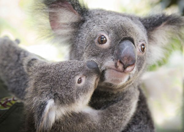 ~laura and thomas as koalas~ a thread;   @lauramarano if I'm being honest i call you my koala because you're so cute and cuddly like one  so i hope you see this thread  love ya mate 