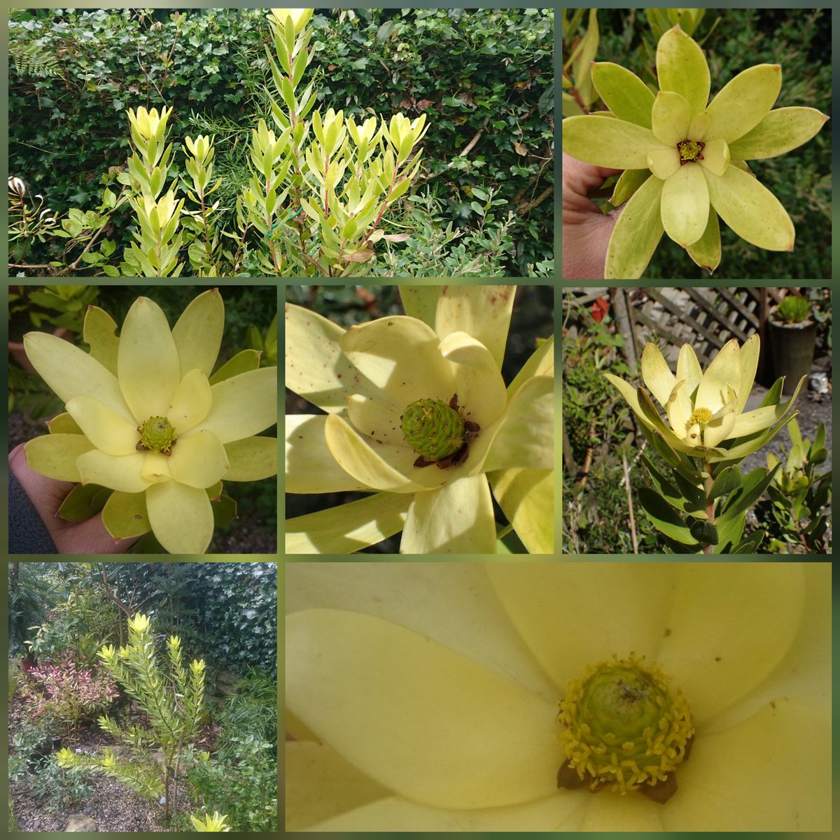  #RIP Leucadendron gandogeri you were beautiful.