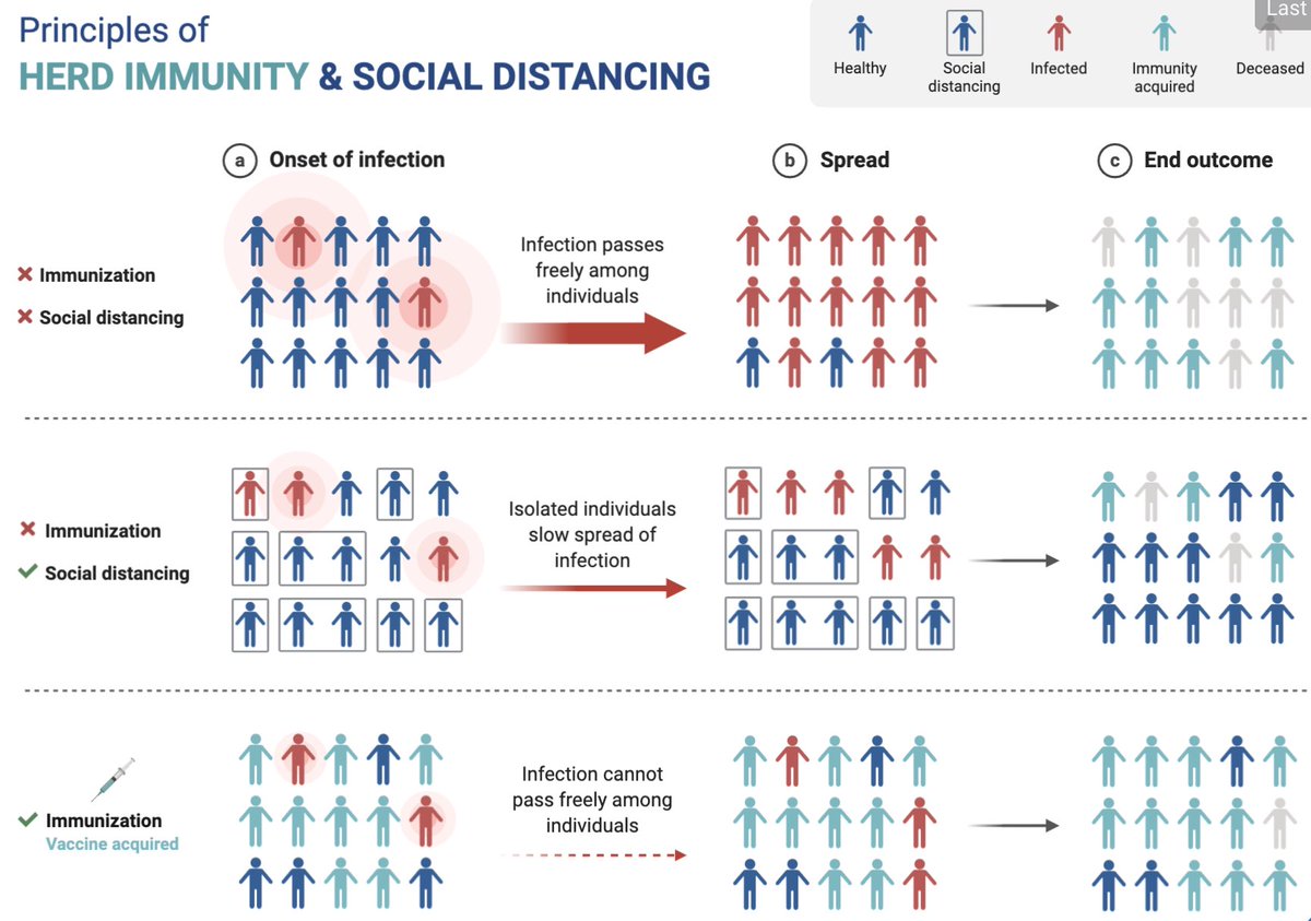 3) Since reinfection can occur, herd immunity by natural infection is unlikely to eliminate  #SARSCoV2. The only safe and effective way to achieve herd immunity is through vaccination. (4/n)
