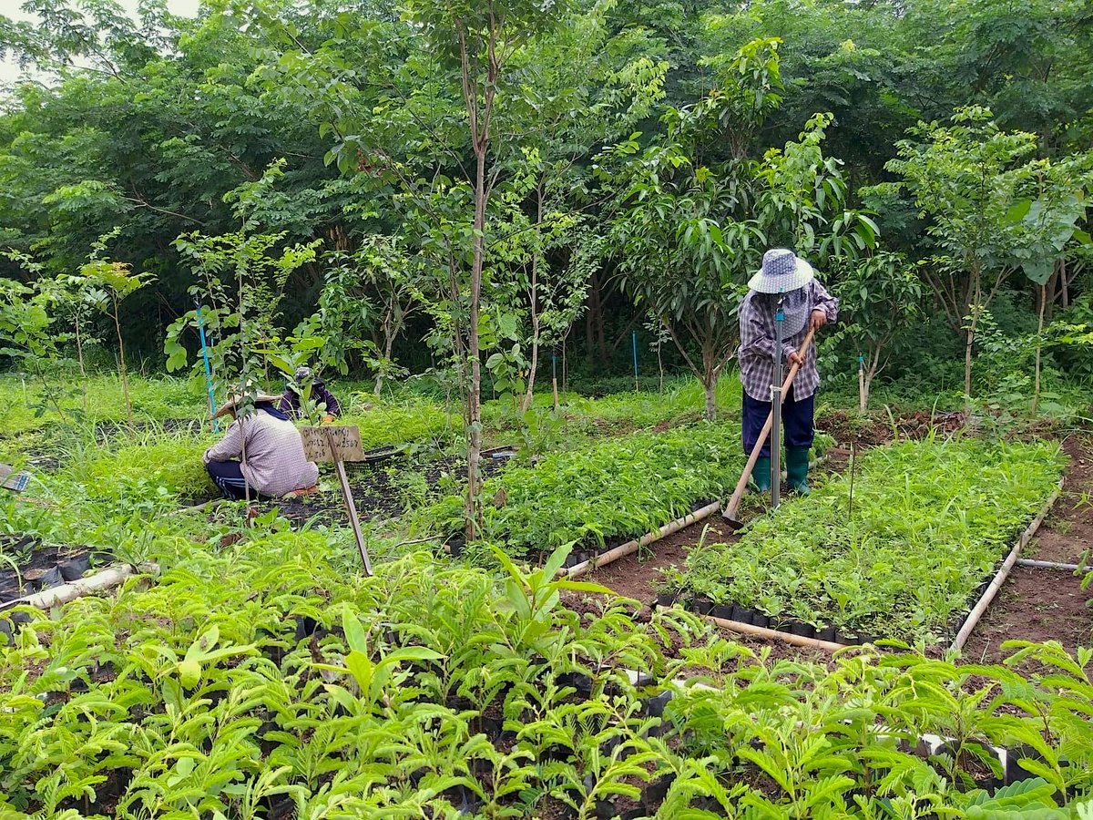More trees planted worldwide everyday!  🌳 🌍

#TreeNation #Thailand #Thai #plants #trees #seeds
