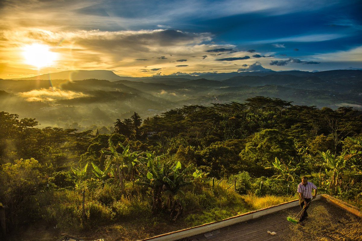 BoyacaExporta's tweet photo. Una bella imagen nos muestra cómo se acerca la cosecha cafetera de Boyacá, cultivos bajo sombra, luminosidad perfecta, y humedad propia d nuestros cultivos que dan como resultado un café especial, balanceado, con la acidez exacta y aromas a libertad @RamiroBarraganA @estebantorom https://t.co/Ol4S8RNPuw