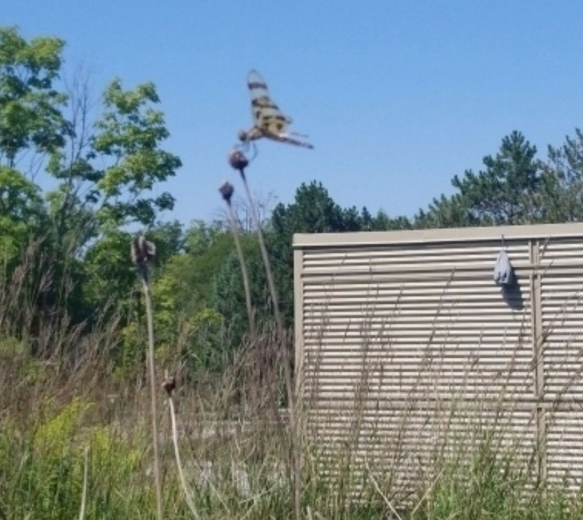 wingsandslicks's tweet photo. Please help!  Can anyone identify this alien object?  It was found by Team Canuck yesterday on our very first Alien Invasion Adventure. https://t.co/mjJ8xr1djW