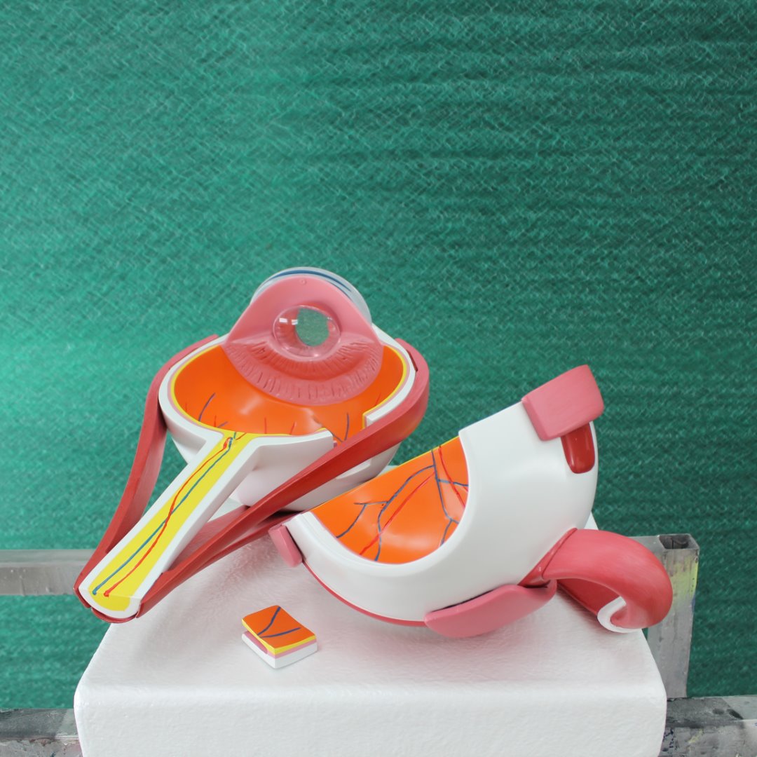 BlowupsNL's tweet photo. We mochten weer een anatomisch model voor @Bartimeusnieuws maken! Bartiméus gebruikt deze objecten om kinderen te leren over hun oogaandoening. Lees meer over het maakproces: https://t.co/9p4i0DYsf3 https://t.co/XuNdTTgu0C