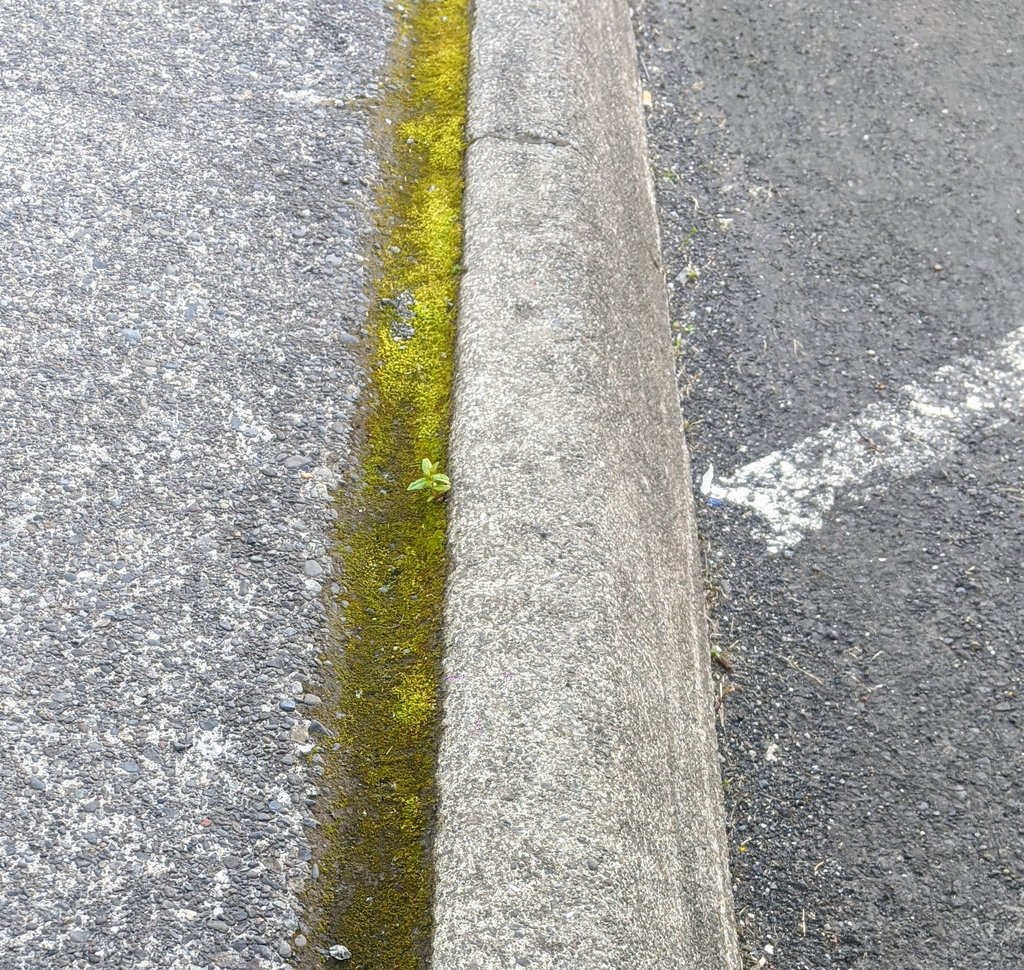 Náttúra Reykjavíkur (@natturarvk) on Twitter photo 