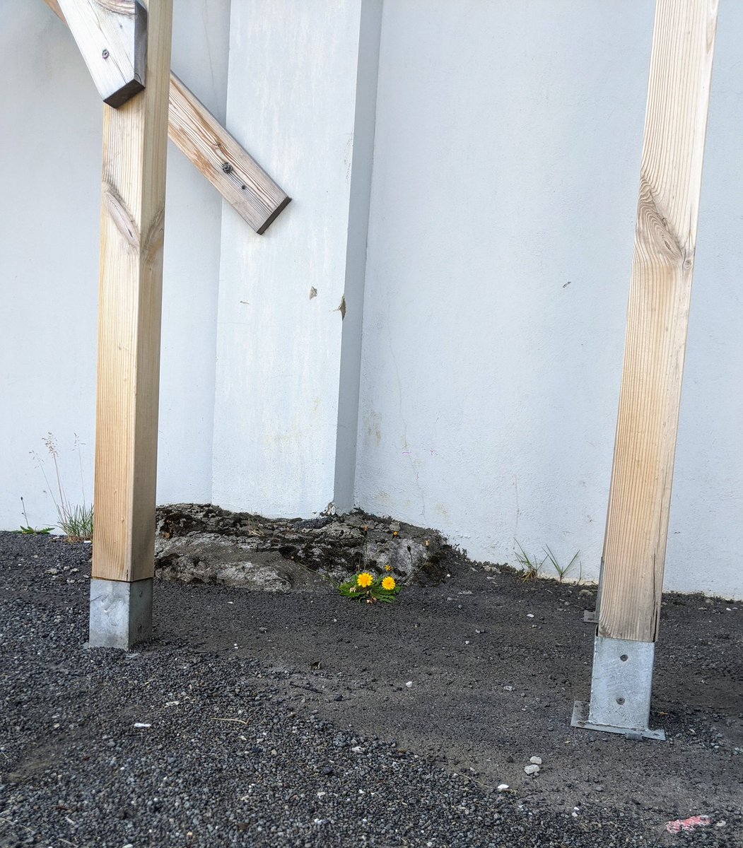 Náttúra Reykjavíkur (@natturarvk) on Twitter photo 