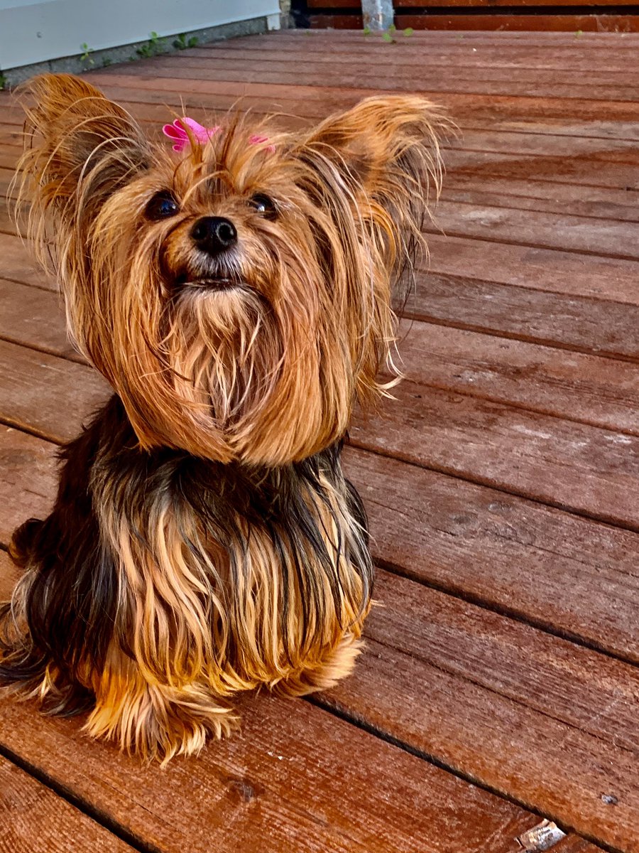 LeahGazan's tweet photo. Miss Lily and I are so excited that we now have over 31,000 signatures!! Letβs keep building momentum in support of #MOTION46 and realize a guaranteed livable income for all! Please sign the petition at https://t.co/CjJ2LpahpS and tweet it out using #Motion46. https://t.co/x1qqwOvAdh