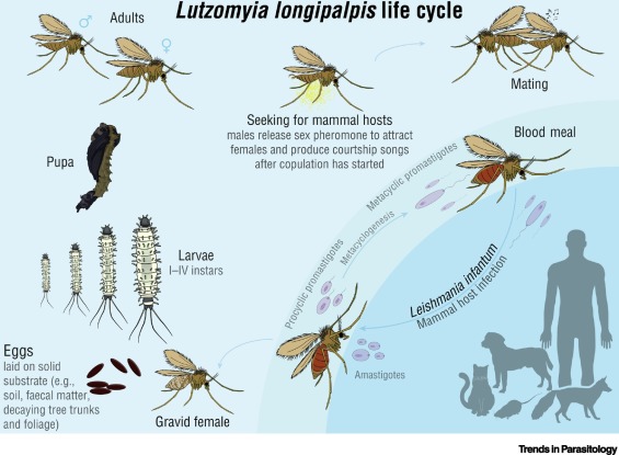 CellPressNews's tweet photo. #TrendsEditorsPick @TrendsParasitol Lutzomyia longipalpis (#Sandfly) #VectorOfTheMonth #ParasiteOfTheMonth #Leishmaniasis #Leishmania #CentralAmerica #SouthAmerica #Brazil https://t.co/50kvuGV1Gq https://t.co/T7YjBOcp8r