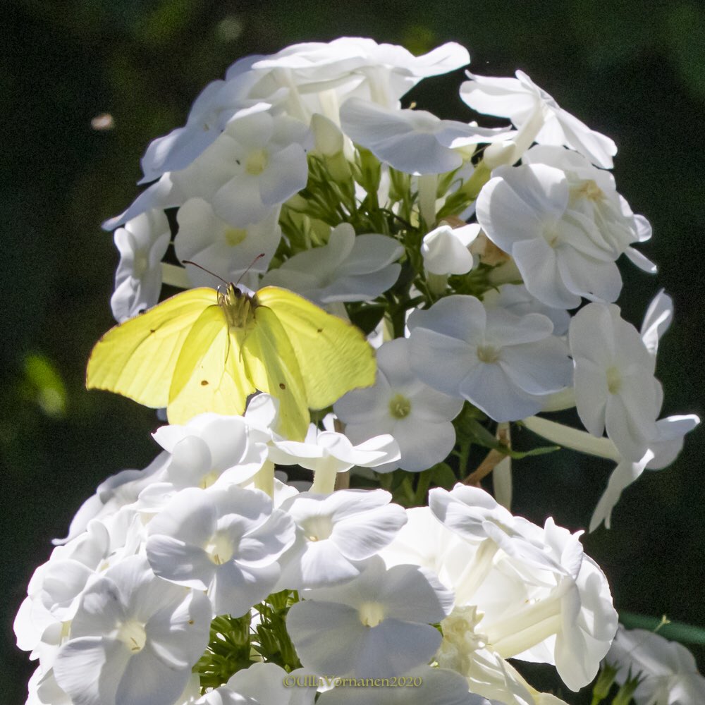 UVornanen's tweet photo. #commonbrimstone in flight
Sittiksen seikkailuja
#sitruunaperhonen #perhoset #luonto #suomenluonto #butterflies #nature #finnishnature https://t.co/H5dqSiuLGk