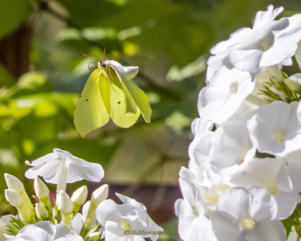 UVornanen's tweet photo. #commonbrimstone in flight
Sittiksen seikkailuja
#sitruunaperhonen #perhoset #luonto #suomenluonto #butterflies #nature #finnishnature https://t.co/H5dqSiuLGk