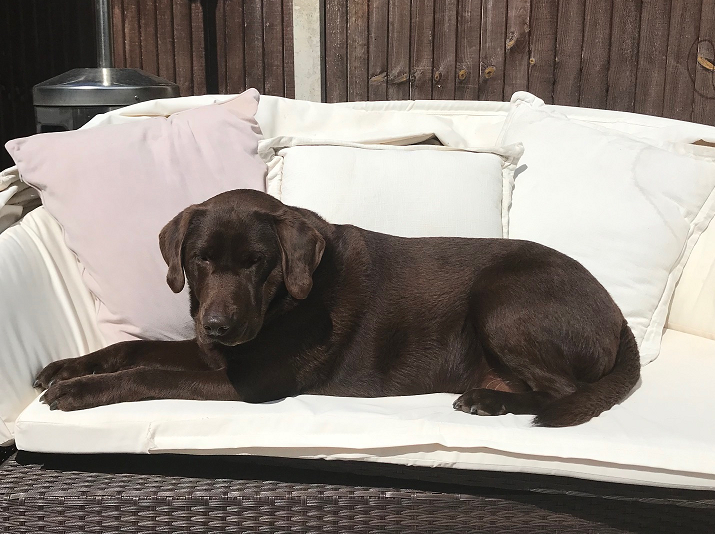 Police are working with the heart-broken owner of a pet Labrador urging people to help reunite her with her beloved dog after thieves stole her car this morning with the animal still inside it crowd.in/emfEjv
