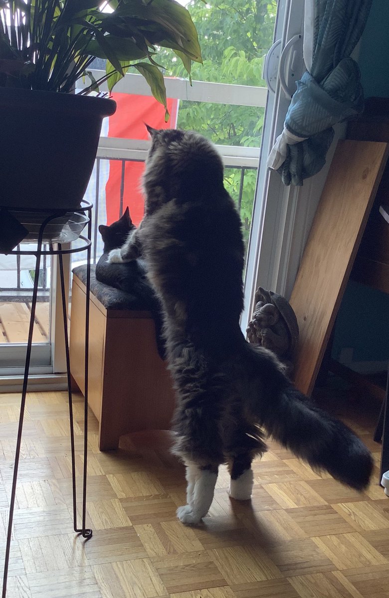CoonGriff's tweet photo. Hey there, little buddy #catbro #ilovemybrother https://t.co/210195Fxae