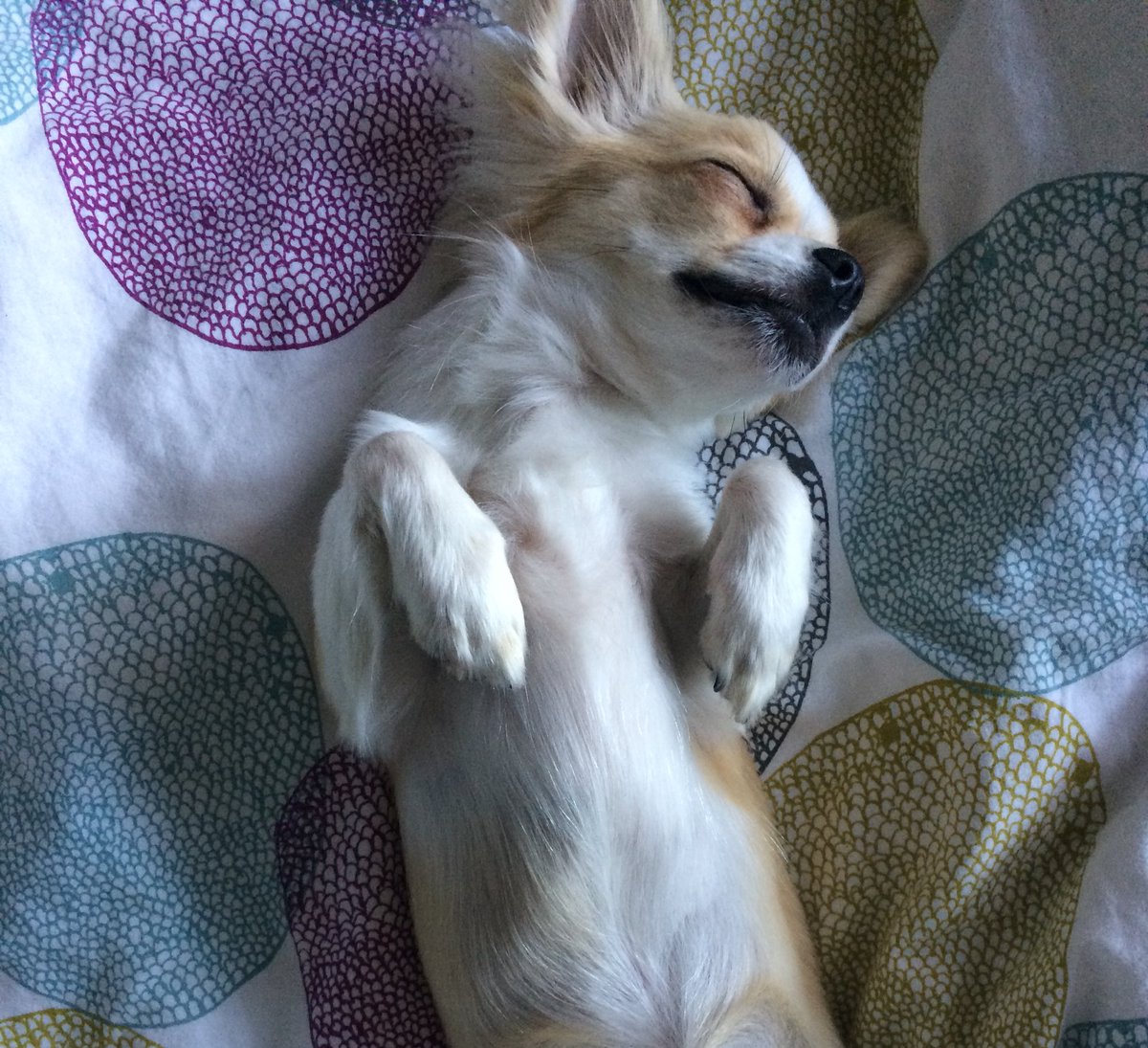 STEMwatts's tweet photo. As I begin my week filled with appointments and deadlines. I am trying to take my cues from Chico - relax - enjoy your life #PostDog #academia #AcademicChatter https://t.co/baNWvQxY0Z