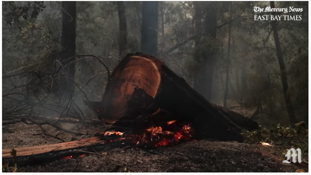 Just look at these photos. One of the burning logs was clearly cut down already!Redwood forests not only survive fire, they need it!The East Coast media elite need to learn their basic forest ecologyCalifornia reporters have done a far better job so far