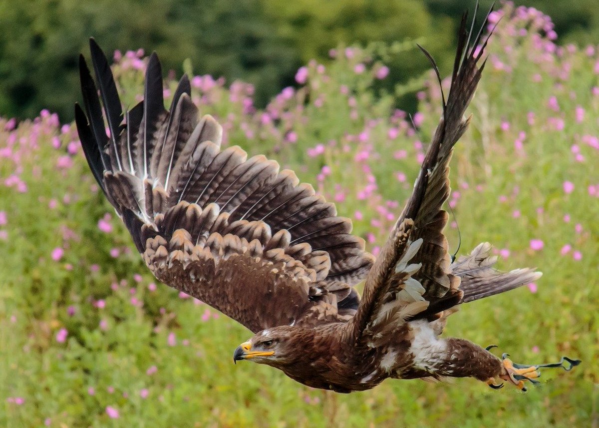 #İlginçOlaylar

#Yunanistan’da kartal avladığı yılanın kurbanı oluyordu, çiftçiler kurtardı (Video) 👇

tiken.net/kartal-avladig…