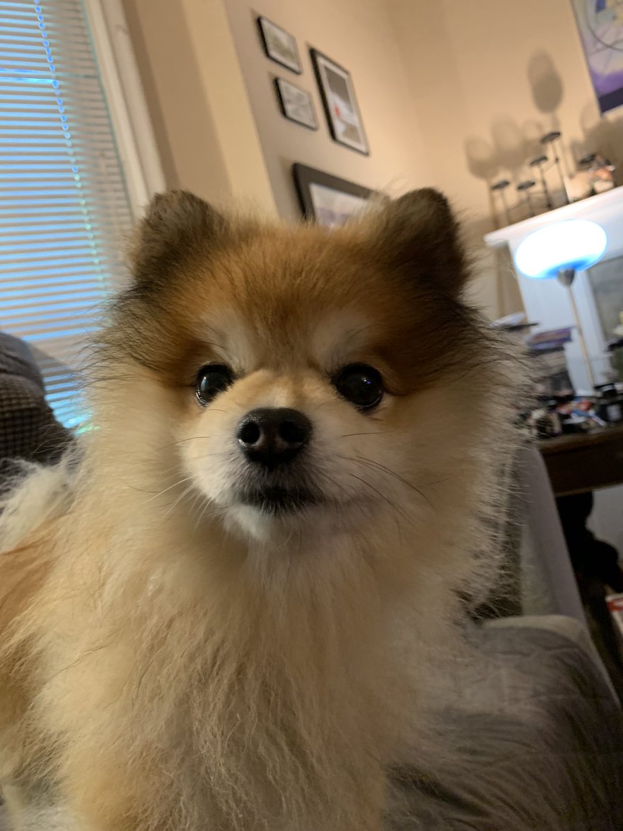 FierceOkatu's tweet photo. @RageMichelle @TheBloggess Here is #HugoThePom he sends love and doggy kisses. https://t.co/NEjxKo653C