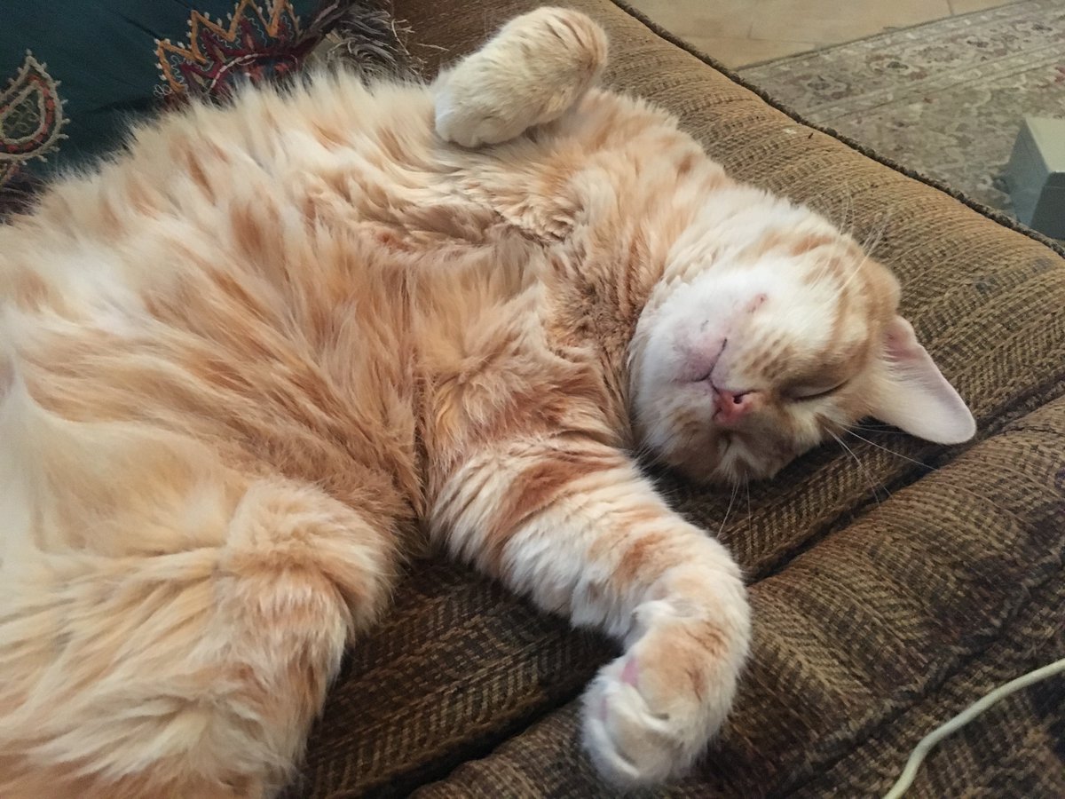 BustleandVim's tweet photo. @TheBloggess Vim's Jeremiah says "hi"! https://t.co/02DdL9NT87