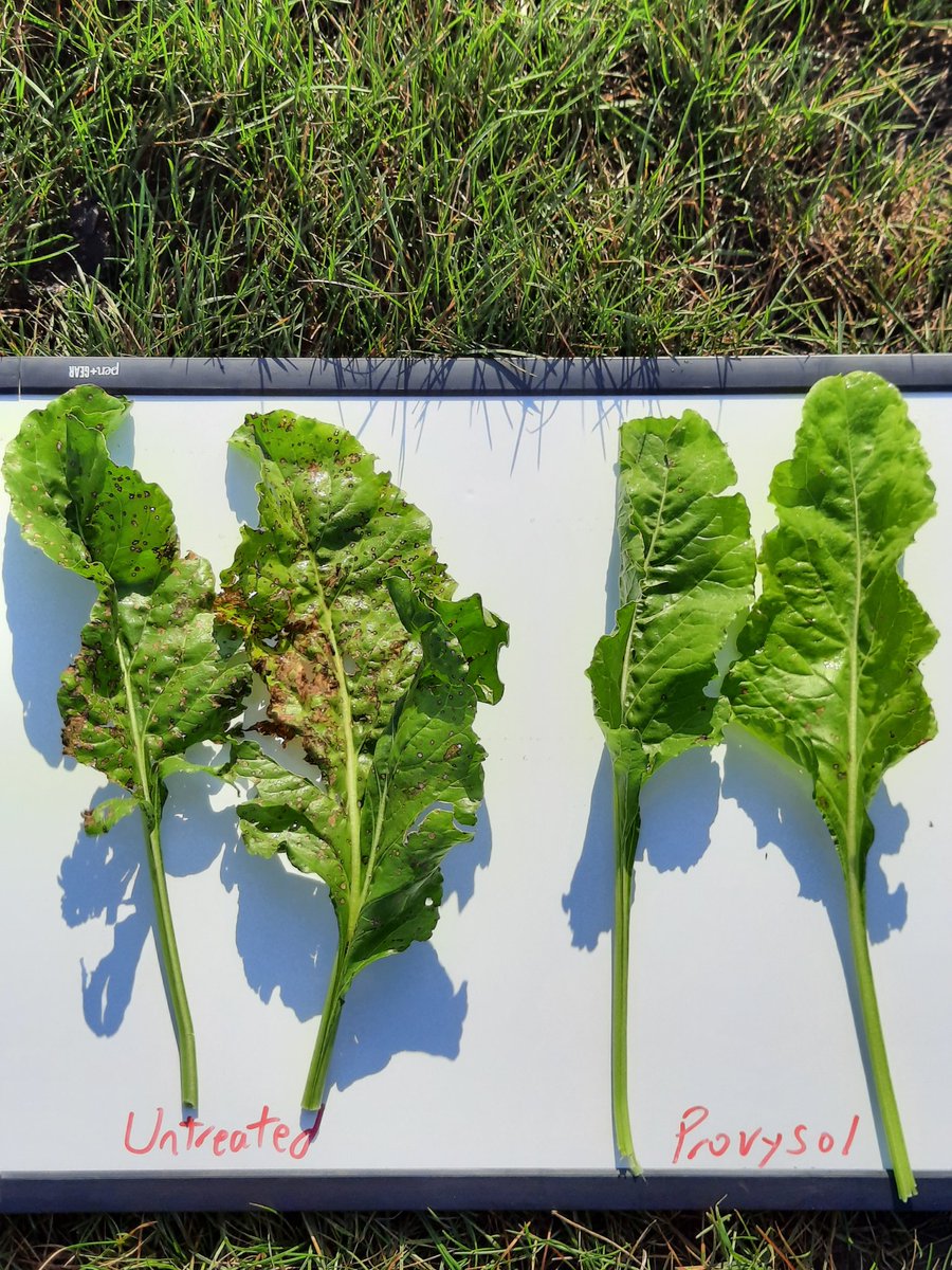 4 oz Provysol holding strong in the Cercospera spray program.