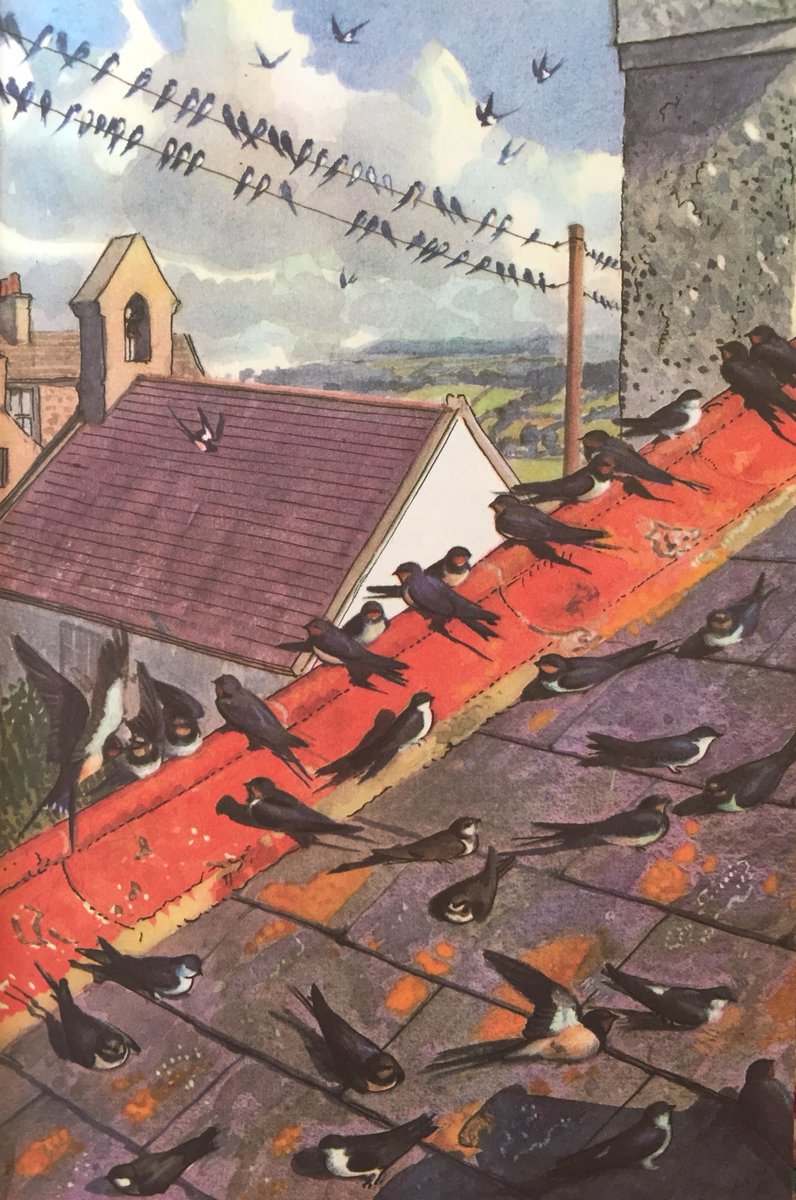 WHAT TO LOOK FOR IN AUTUMN: 1.) Potato harvest, a small, community effort. Huge flocks of Lapwings circle in the distance. 2.) Free-ranging pigs eating acorns. 3.) An untouched wet willow wood, Eels migrating in vast numbers. 4.) Swallows and Martins en masse.