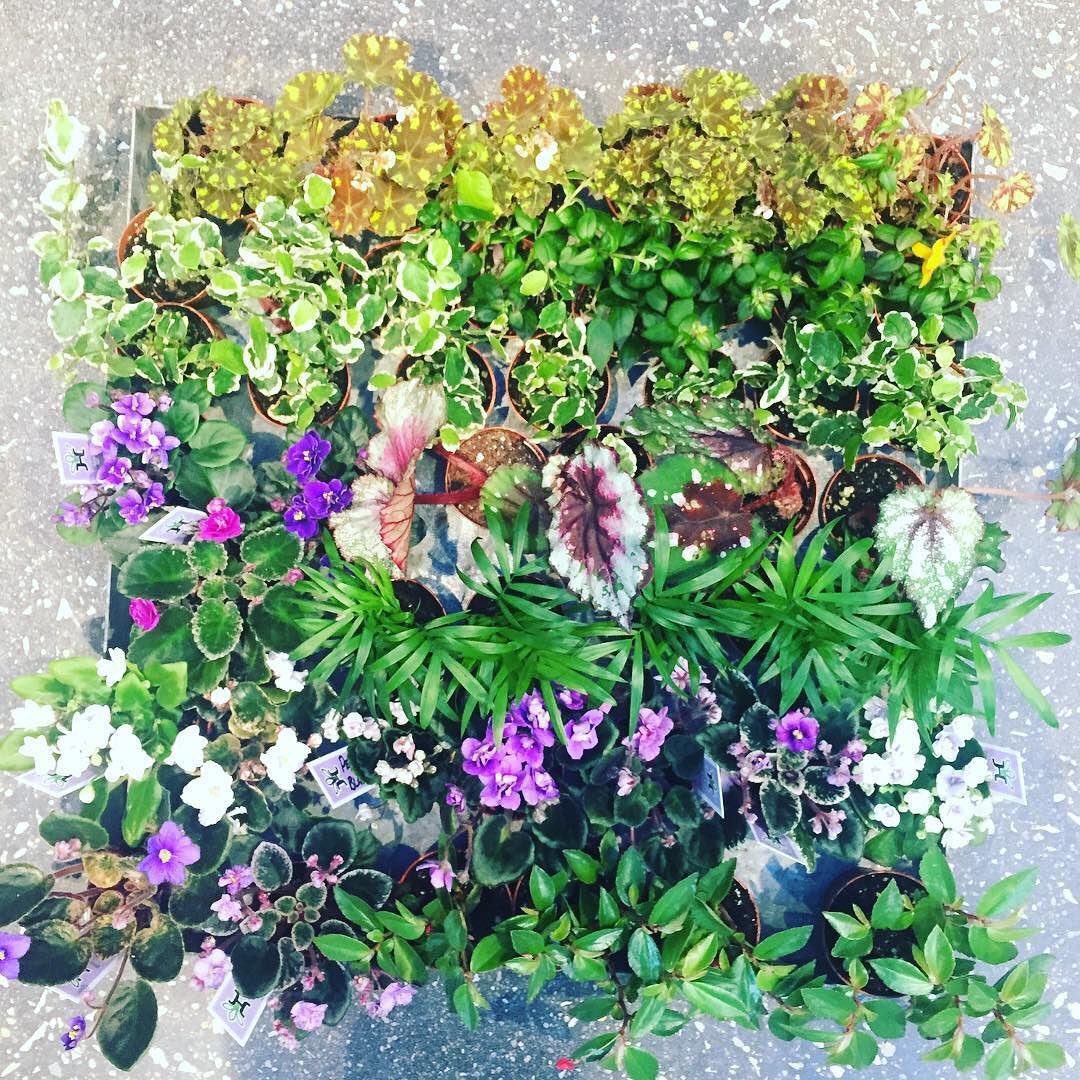 Our kind of ombré involves shades of greens and plants. 🌿 (repost: <a href="/ShopTerrain/">Terrain</a>)