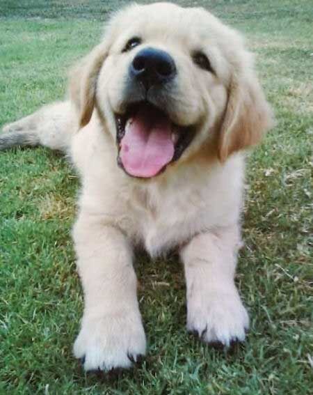 day 17 of jonny as puppies except it’s actually patrick again