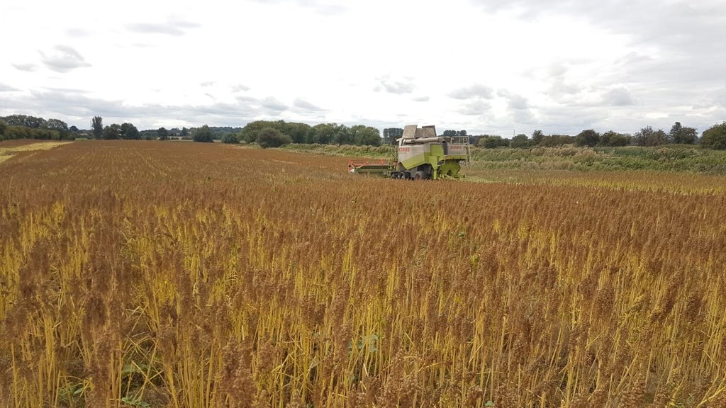 We’re finally harvesting our quinoa, thanks to the break in the weather. 

Fingers crossed we can get a good amount cut before tomorrow’s rain! 🤞🏽

#BritishQuinoa #Quinoa #Harvest #Harvesting #harvest2020
