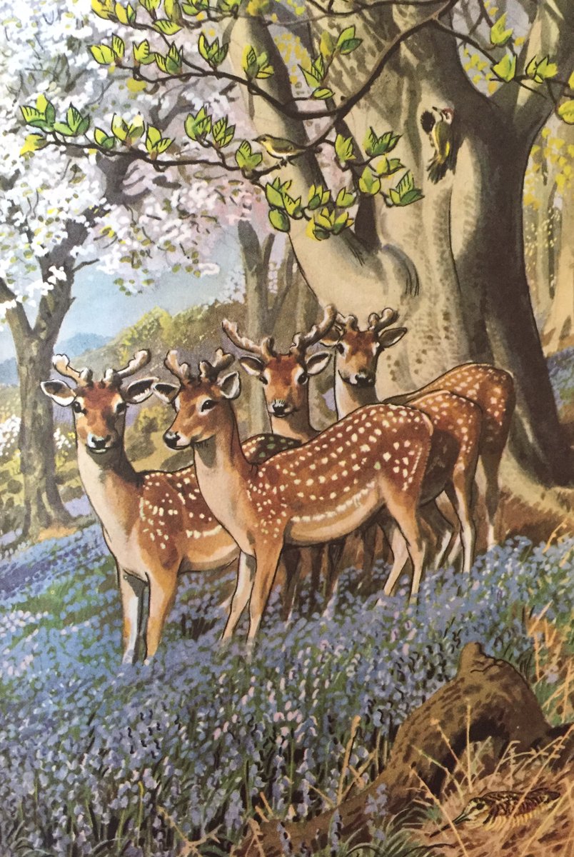 WHAT TO LOOK FOR IN SPRING: 1.) A Cuckoo in a garden, a rare sight now. 2.) A Turtle Dove, fading fast, and more Swifts. 3.) Hawthorn blossom on every hedge. Orchids, Lady& #39;s Smock, a Lapwing and her chicks. 4.) A Wood-Warbler, almost a mythical creature nowadays.