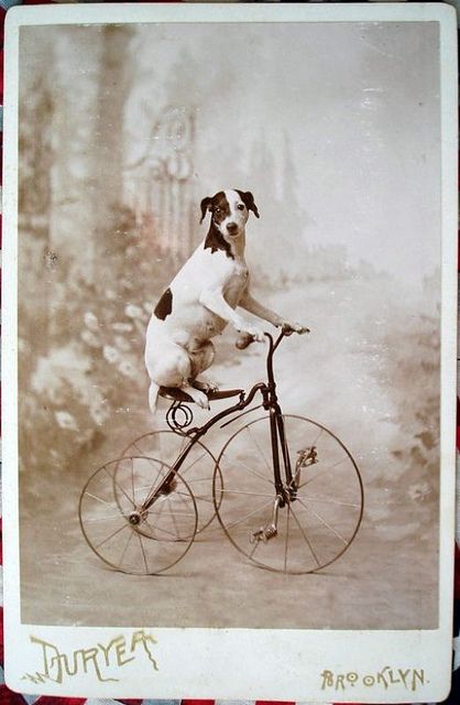 Paws4History's tweet photo. Well isn't this doggo a clever one! #dogs #historicpets #historyofpets #oldphotography https://t.co/o4qgeCnZ2v