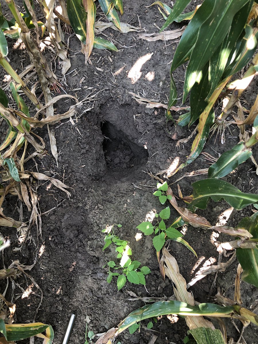 MaizeMD's tweet photo. If an agronomist falls in a corn field but no one is around to see it did it really happen? https://t.co/oBC05s2Ny9
