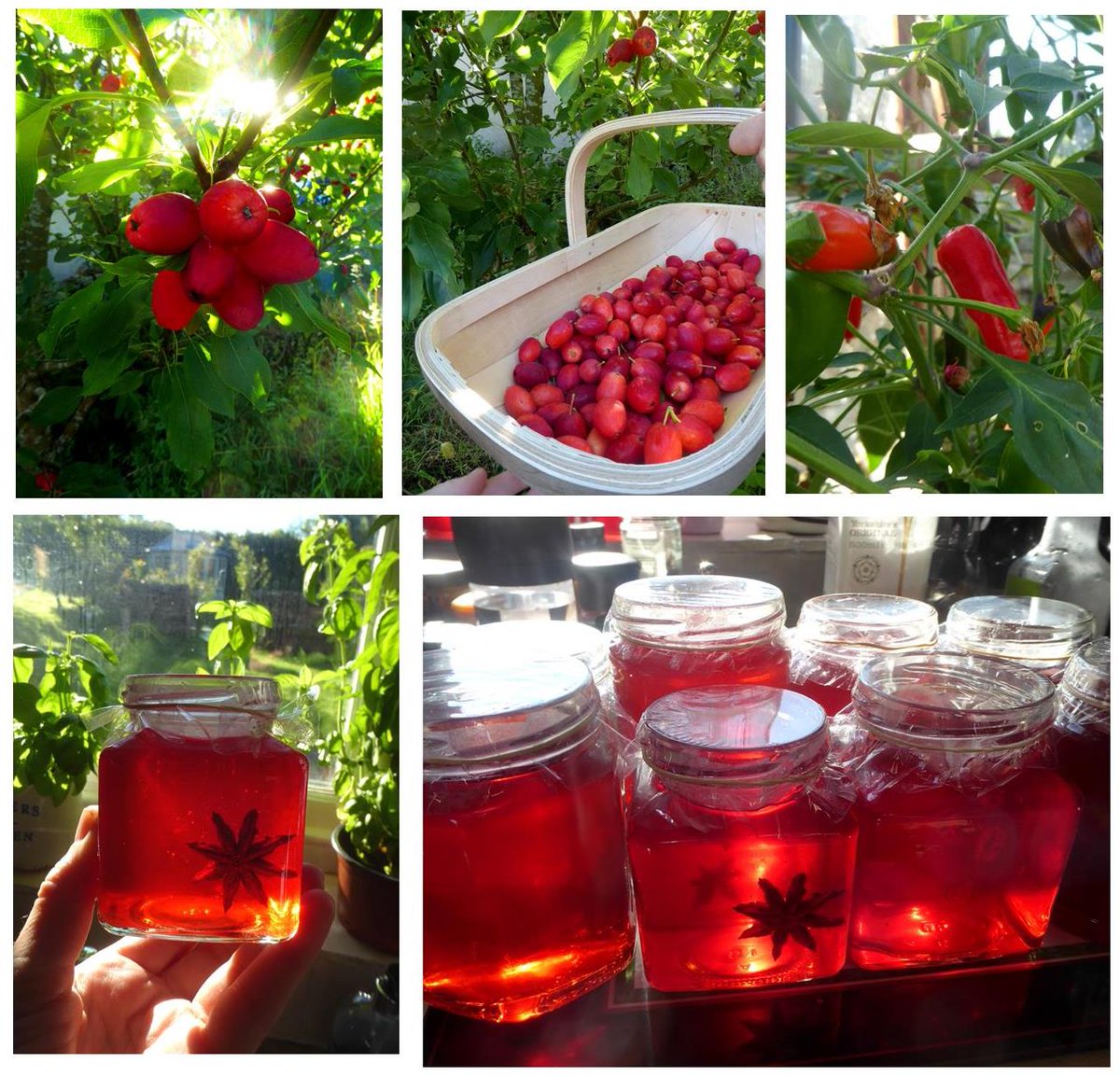 Autumn seems to be coming far too quickly. Gorgeous colours. First batch of crab apple jelly made. Spiced up with chillies and star anise this year...