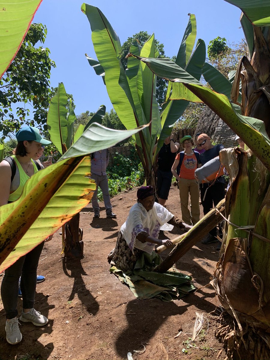 GamoTravel's tweet photo. #Dorze community members demonstrating sustainable use of ensete plants. #sustainabletourism benefits all #ecotravel #responsibletravel #foodtravel #POSTCOVID19 #restarttourism #Ethiopia https://t.co/tBJpC6OhU9