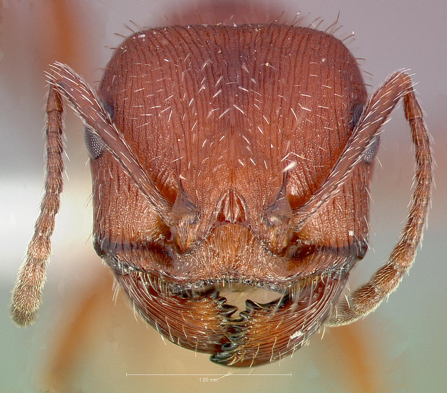 LonginoJack's tweet photo. Pogonomyrmex occidentalis: The classic desert harvester ant. Ever had an Uncle Milton ant farm? These are what you get. An ecological force in SW deserts, moving seeds around &amp; eating them). One species in our area, common in foothills. #AntsRule #AntsoftheWasatch #LonginoLab https://t.co/uU8vqr58OB