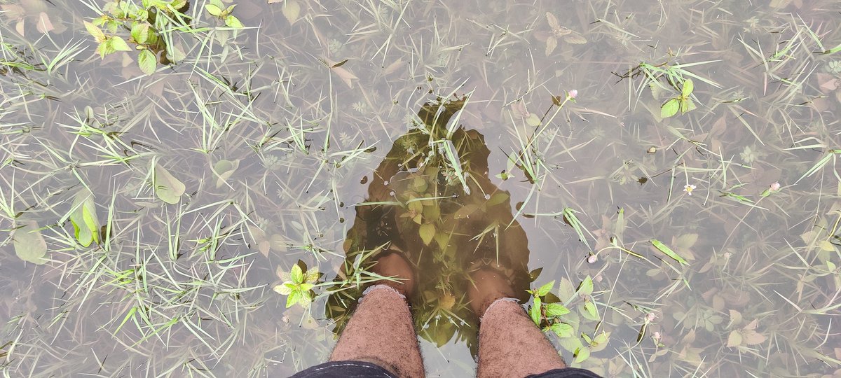 dragonflycn's tweet photo. Back in full force: Max depth 51 cm. Area 419 square meters (a tenth of an acre) #temporarywaters #phdlife #DIF https://t.co/Xsgnywb7hG