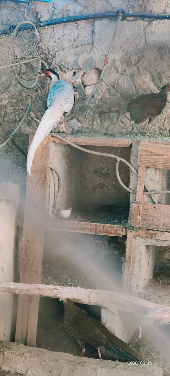 Preciosa parella de faisà plata. L'any que ve, posta